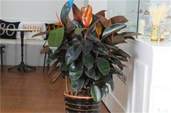 橡皮树几月份砍头好，6～7月砍头抵抗徒长