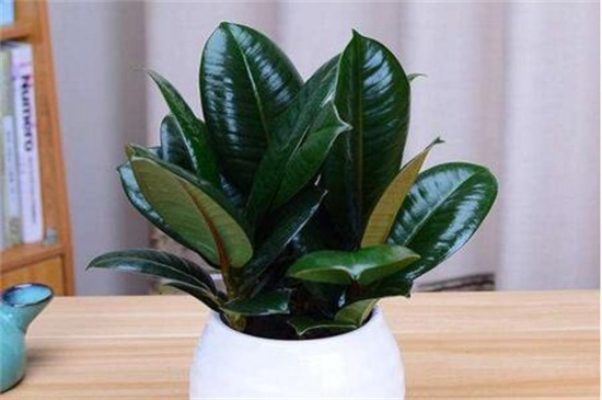 橡皮树几月份砍头好，6～7月砍头抵抗徒长