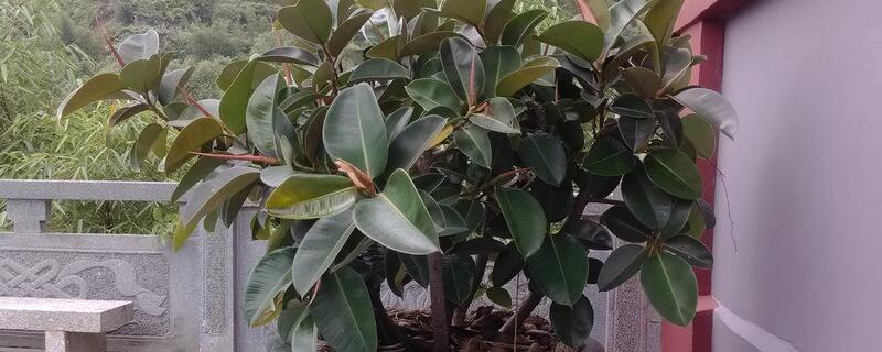 橡皮树的繁殖办法