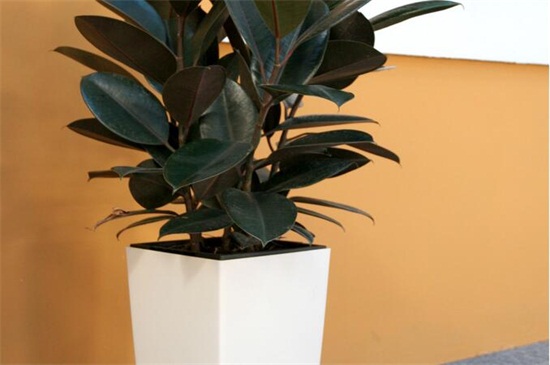 橡皮树的繁殖办法