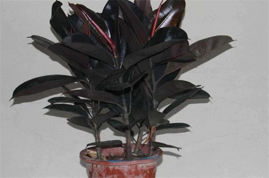 橡皮树的繁殖办法