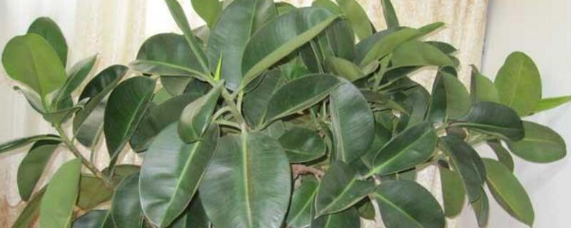 橡皮树如何换盆