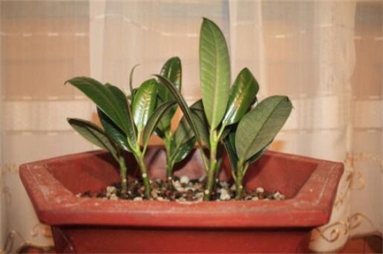 橡皮树如何换盆