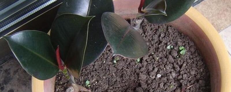 橡皮树如何施肥