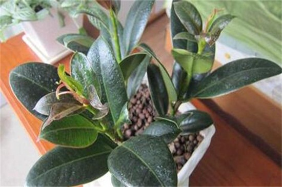 橡皮树如何施肥