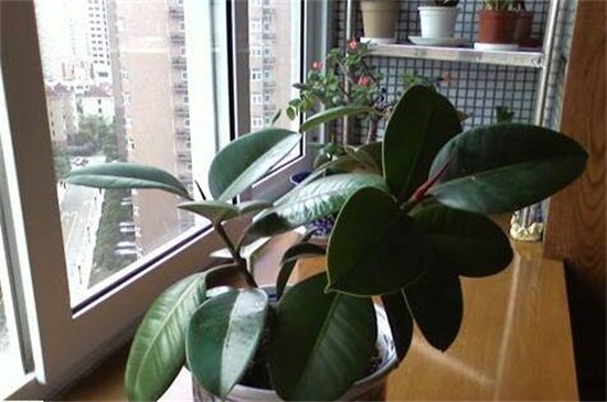 橡皮树如何施肥