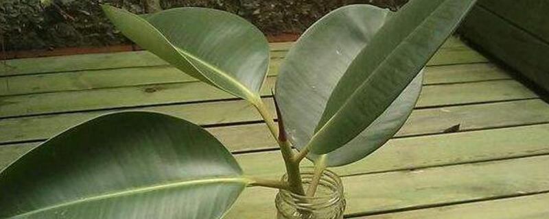 橡皮树的水培办法