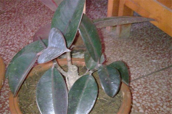 如何让橡皮树长粗