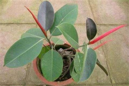 如何让橡皮树长粗
