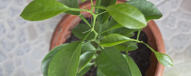 橡皮树如何移植