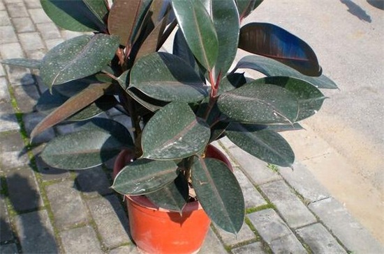 橡皮树如何移植