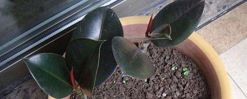 橡皮树如何扦插