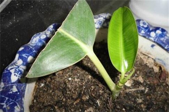 橡皮树如何扦插