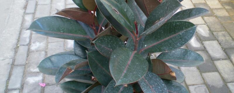 家里养橡皮树有什么益处