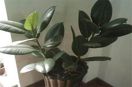 家里养橡皮树有什么益处