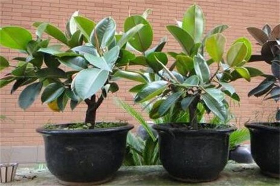 橡皮树和黑金刚哪个好,黑金刚更好其观赏价值高