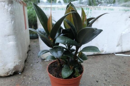 橡皮树和黑金刚哪个好,黑金刚更好其观赏价值高