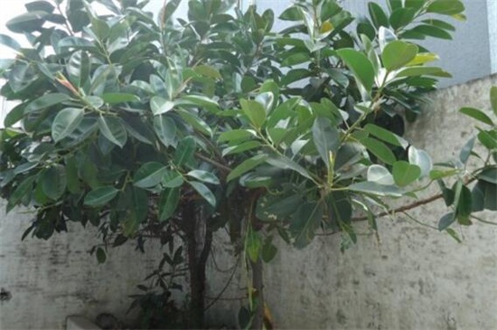 橡皮树和黑金刚哪个好,黑金刚更好其观赏价值高