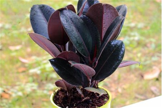 橡皮树和黑金刚哪个好,黑金刚更好其观赏价值高