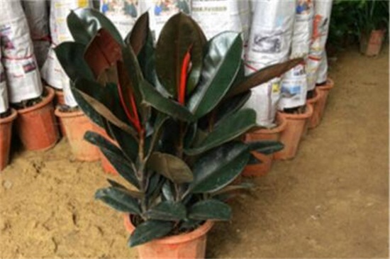 橡皮树和黑金刚哪个好,黑金刚更好其观赏价值高