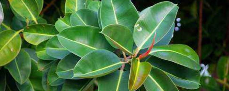 橡皮树掉叶子是如何回事