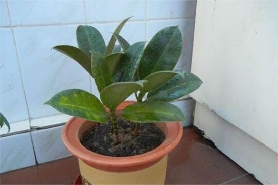 橡皮树掉叶子是如何回事