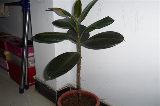 橡皮树什么时候剪枝