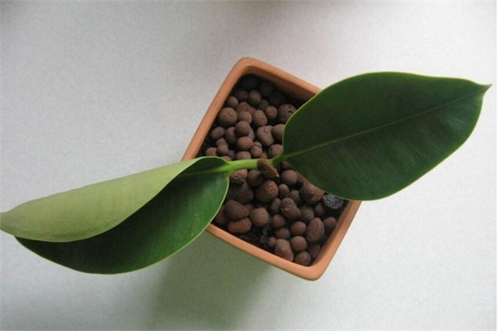 橡皮树的扦插办法