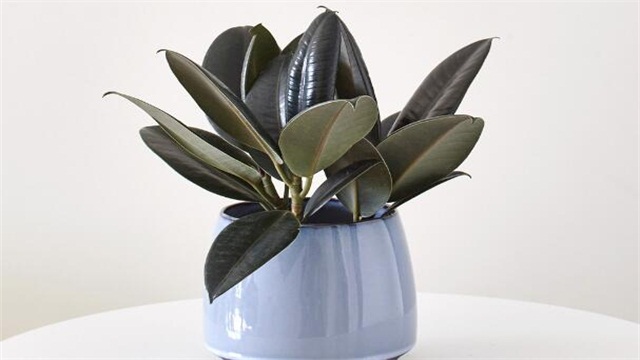 橡皮树的养殖办法和留意事项