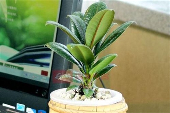 橡皮树的养殖办法和留意事项