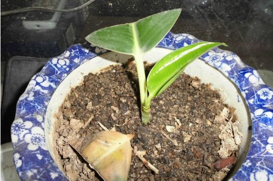 橡皮树剪下来如何生根，适当修剪扦插两周就能生根