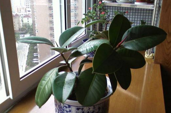 橡皮树剪下来如何生根，适当修剪扦插两周就能生根