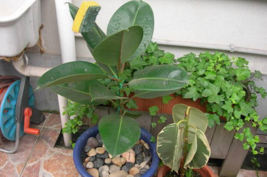 橡皮树剪下来如何生根，适当修剪扦插两周就能生根