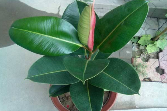 橡皮树剪下来如何生根，适当修剪扦插两周就能生根