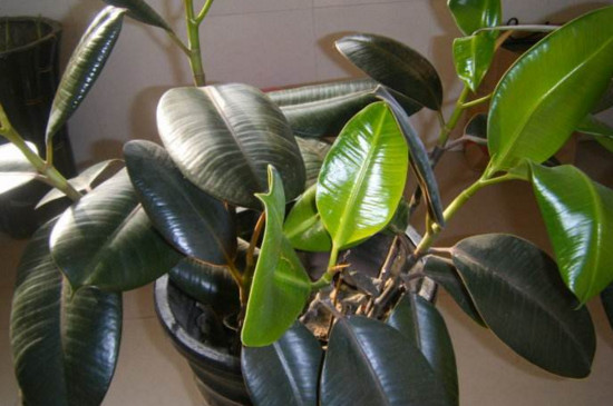 橡皮树剪下来如何生根，适当修剪扦插两周就能生根