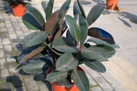 橡皮树剪下来如何生根，适当修剪扦插两周就能生根