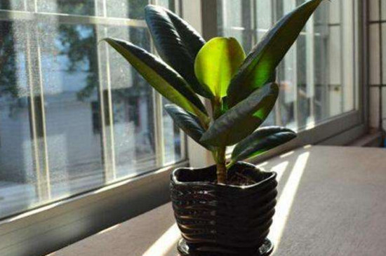 橡皮树剪下来如何生根，适当修剪扦插两周就能生根