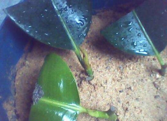 橡皮树叶子扦插过程图，橡皮树叶插的办法与养护技巧