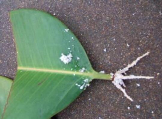 橡皮树叶子扦插过程图，橡皮树叶插的办法与养护技巧