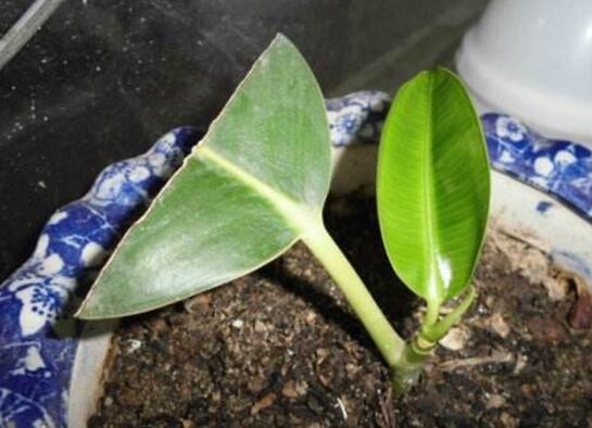 橡皮树叶子扦插过程图，橡皮树叶插的办法与养护技巧