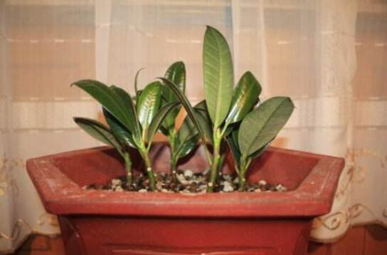 橡皮树叶子扦插过程图，橡皮树叶插的办法与养护技巧