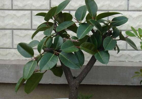 橡皮树叶子扦插过程图，橡皮树叶插的办法与养护技巧