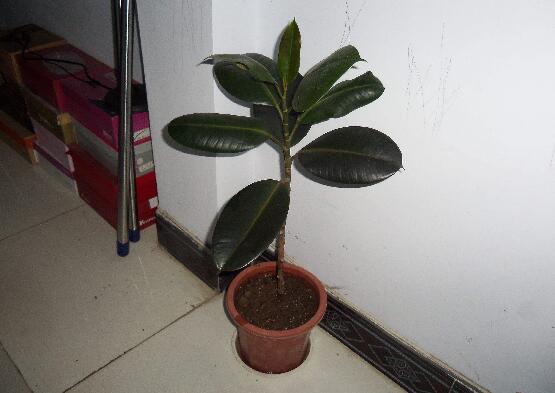 橡皮树叶子扦插过程图，橡皮树叶插的办法与养护技巧