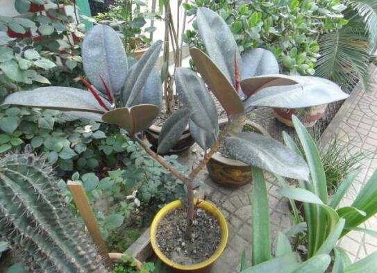 橡皮树叶子扦插过程图，橡皮树叶插的办法与养护技巧