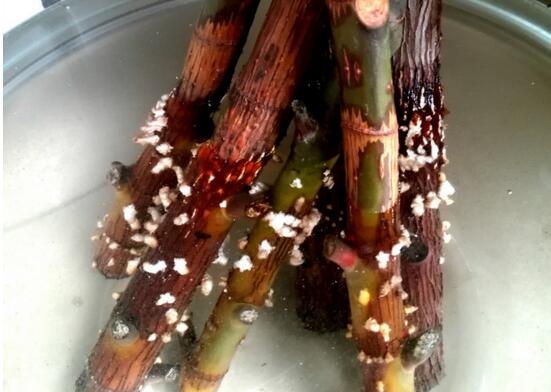 橡皮树如何繁殖，扦插/高压/水插法皆可