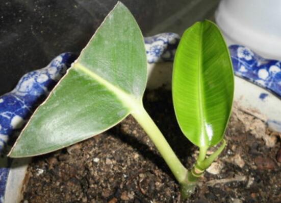 橡皮树如何繁殖，扦插/高压/水插法皆可