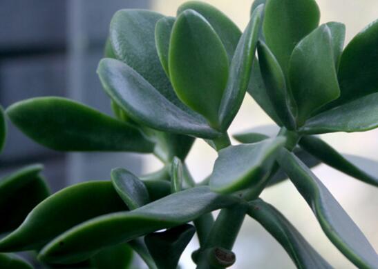 橡皮树如何繁殖，扦插/高压/水插法皆可