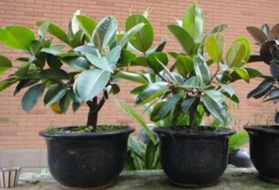 橡皮树放在什么地方好，放在客厅可以带来好运连连