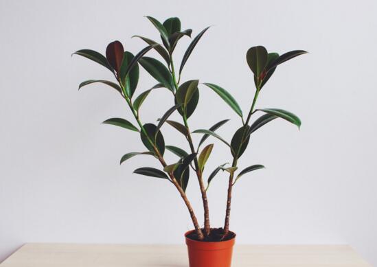 橡皮树放在什么地方好，放在客厅可以带来好运连连