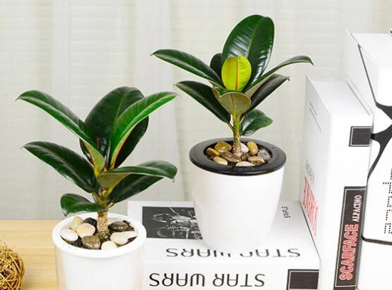 橡皮树放在什么地方好，放在客厅可以带来好运连连